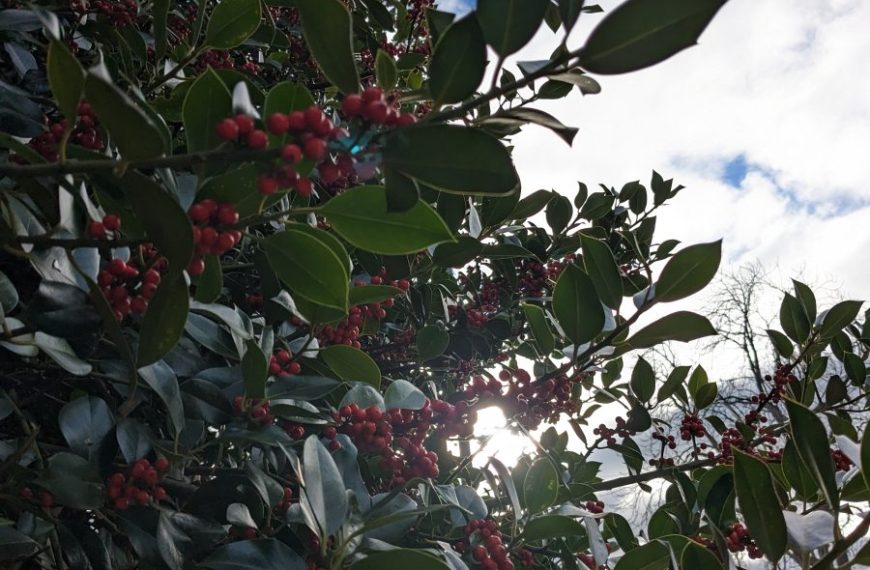 Holly tree with red berries in the sun.
