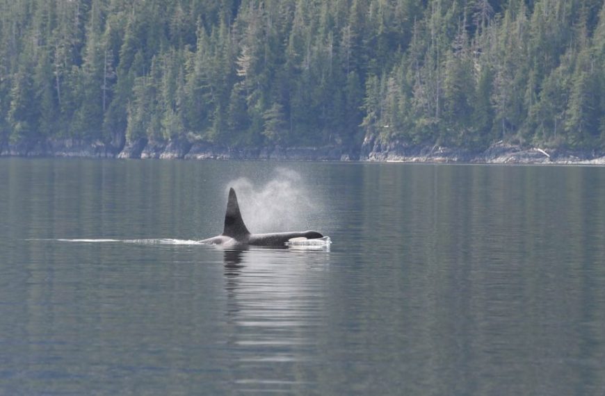 An orca whale is swimming in the water near a forest.