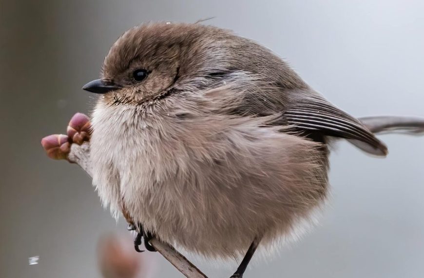 A small bird is perched on a branch.