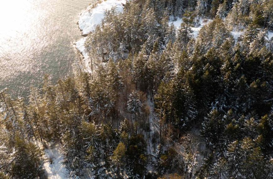 An aerial view of a snow covered forest near a body of water.