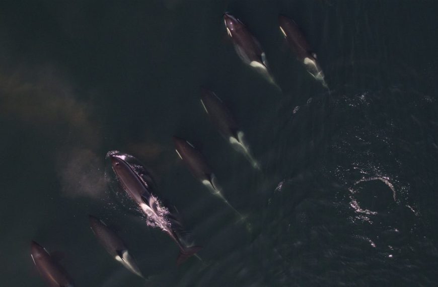 A group of orca whales swimming in the water.