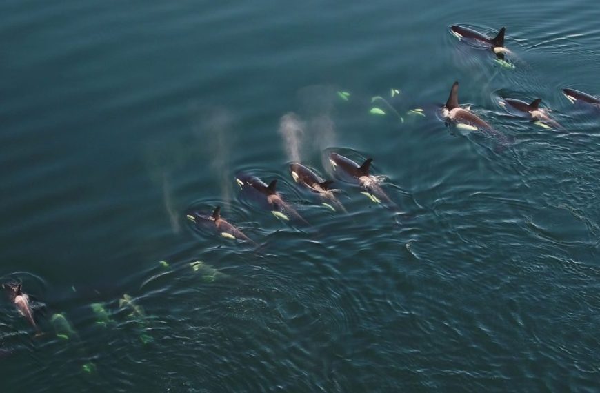 A group of orca whales swimming in the water.