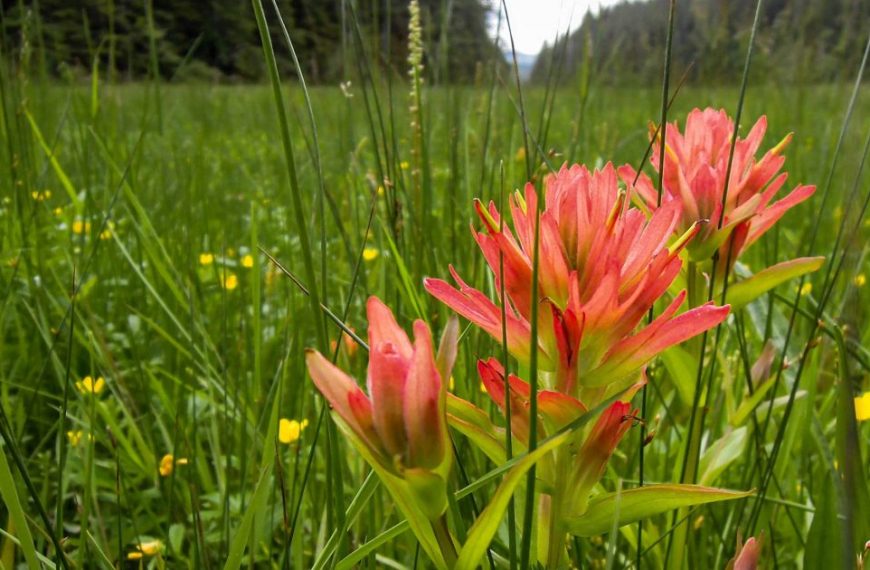Two red flowers in a field of green grass.