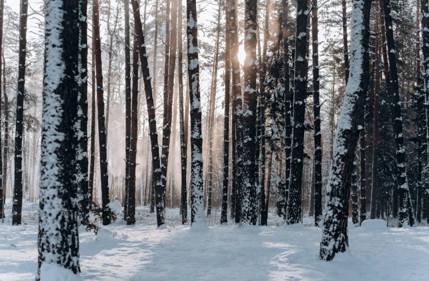 A forest covered in snow with sunlight shining through the trees.