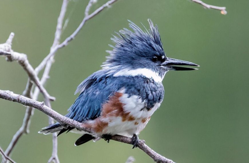 A blue and white kingfisher perched on a branch.