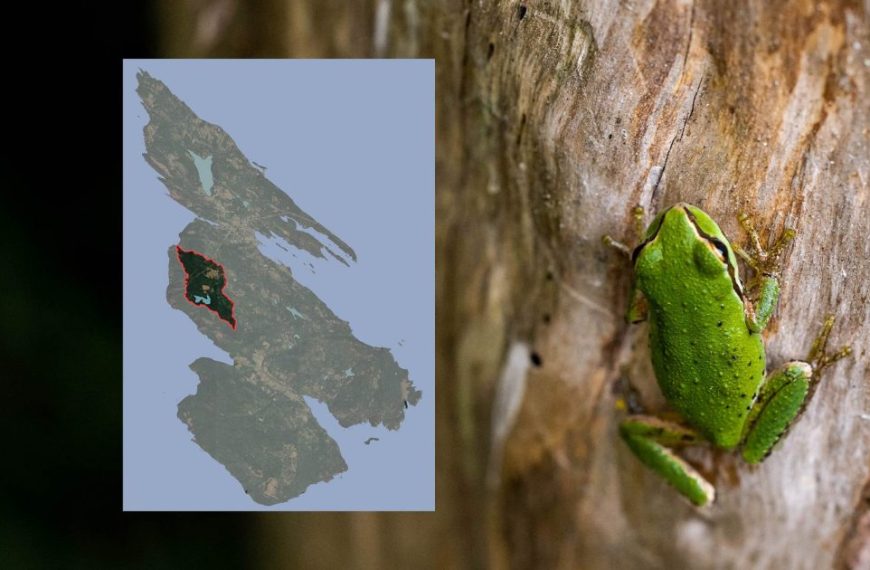 A green frog sits on a tree trunk with a map.