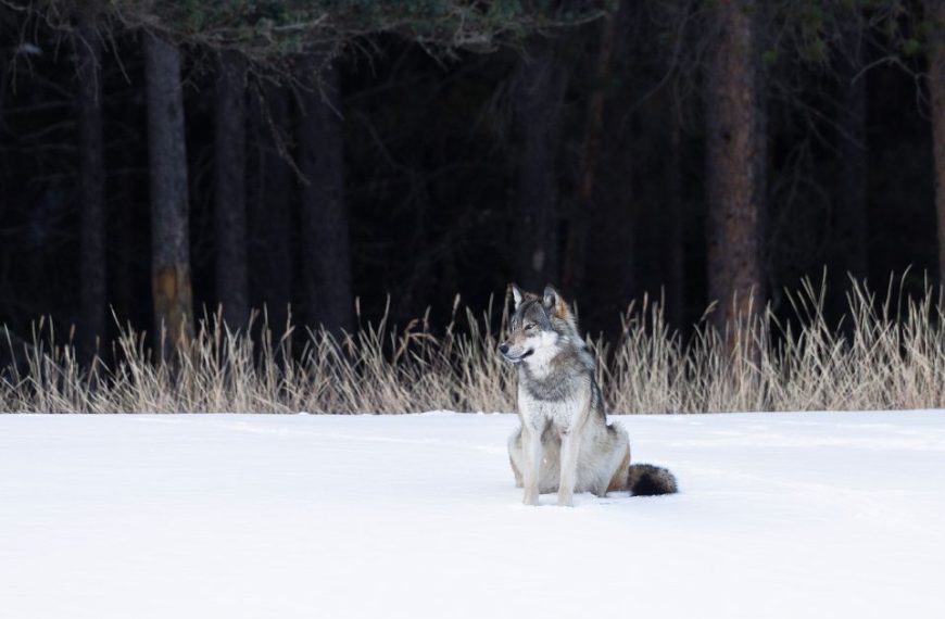A wolf is sitting in the snow in front of trees.