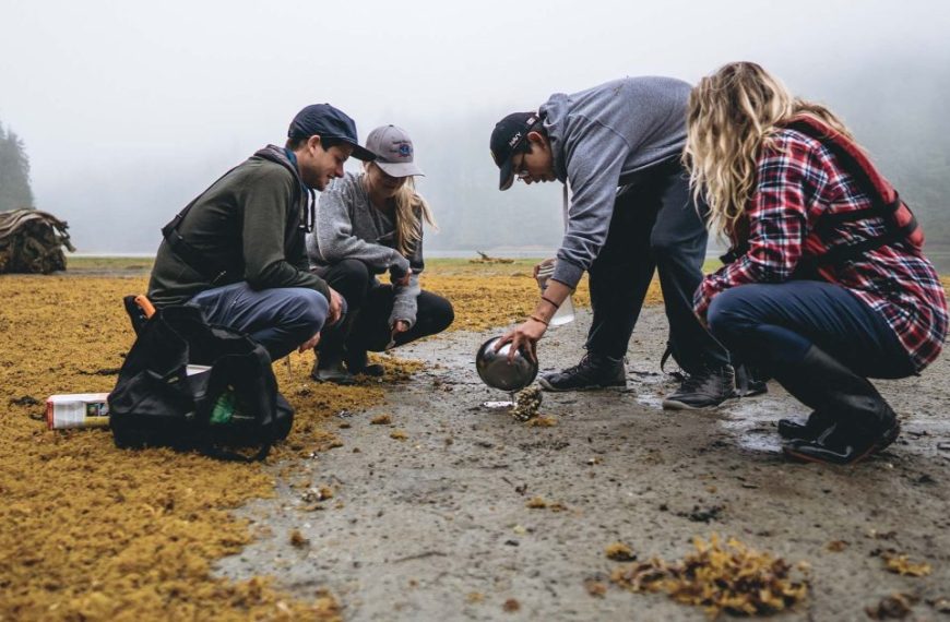 A group of people looking at seaweed on a beach.