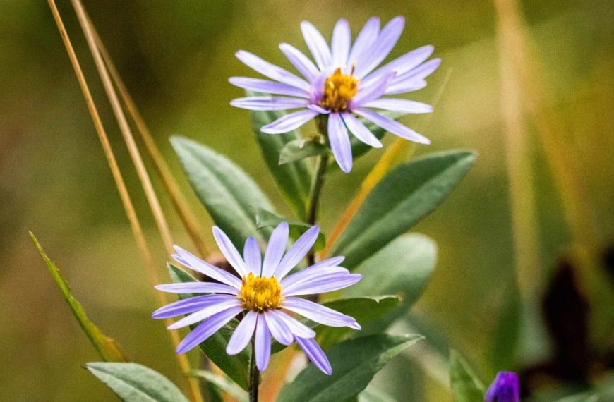 Two purple flowers are growing in a grassy field.
