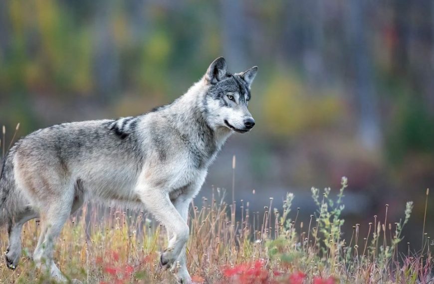 A gray wolf is walking through a field of wildflowers.