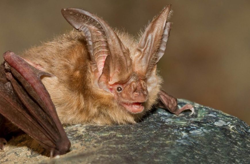 A brown bat is sitting on top of a rock.