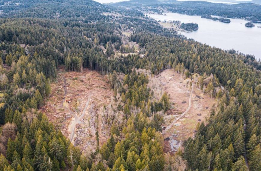 An aerial view of a forest and lake.