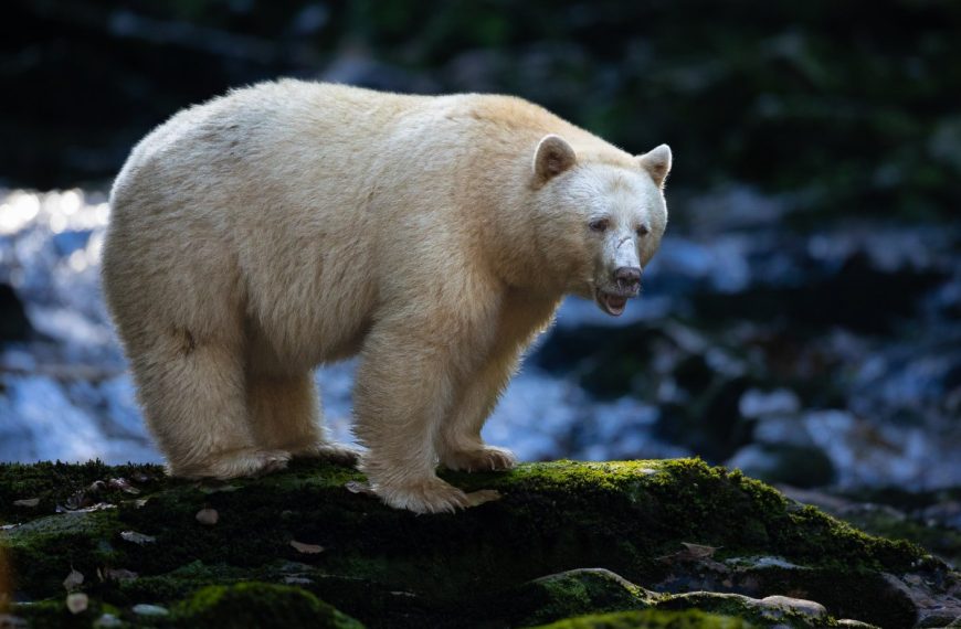 A polar bear standing on a rock near a stream.