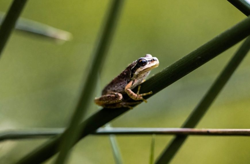 A small frog sits on top of a stalk of reeds.