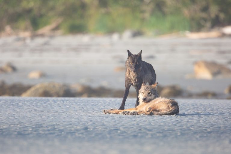 Wolves in the mist