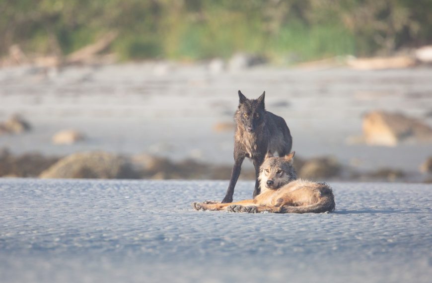 Two wolves laying on the beach near a body of water.