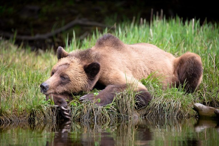 Fortress of the Grizzly