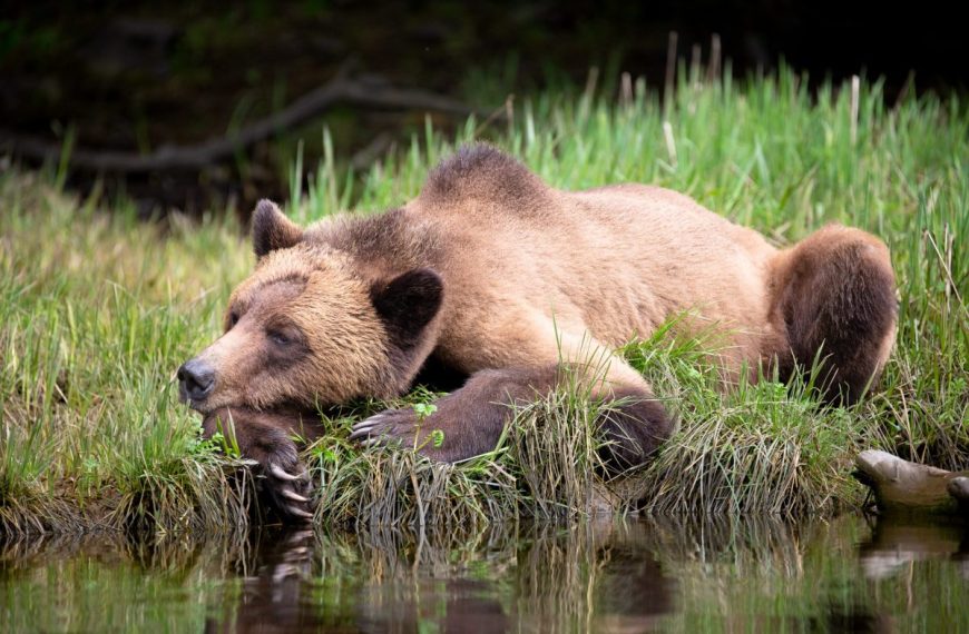 A grizzly bear resting in the grass near a body of water.