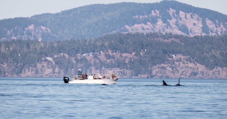 Guide government action for Southern Resident killer whale recovery before Feb 19