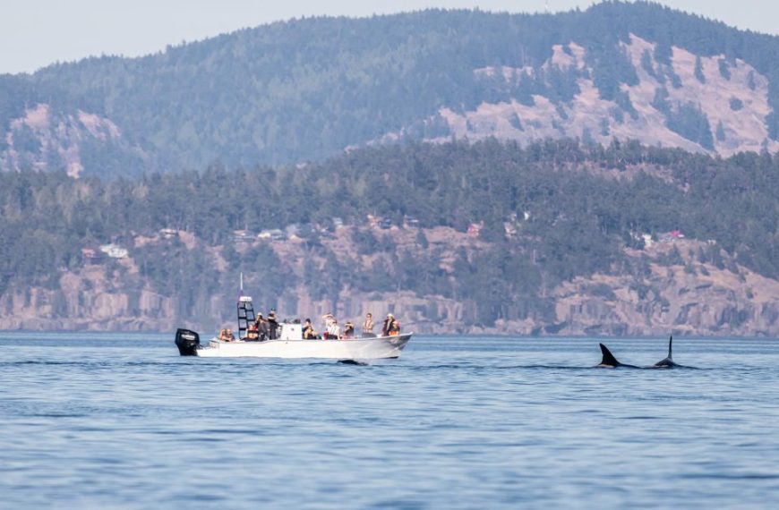 Orca whales in victoria, british columbia.