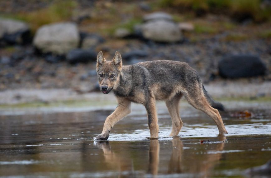 A young wolf walking in shallow water near rocks.