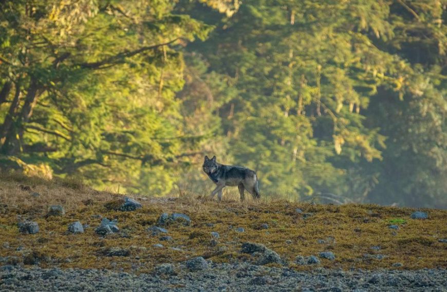 A wolf is standing on a rocky beach near a forest.