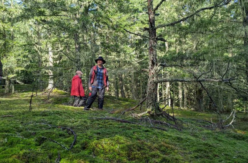 A group of people walking through a mossy forest.