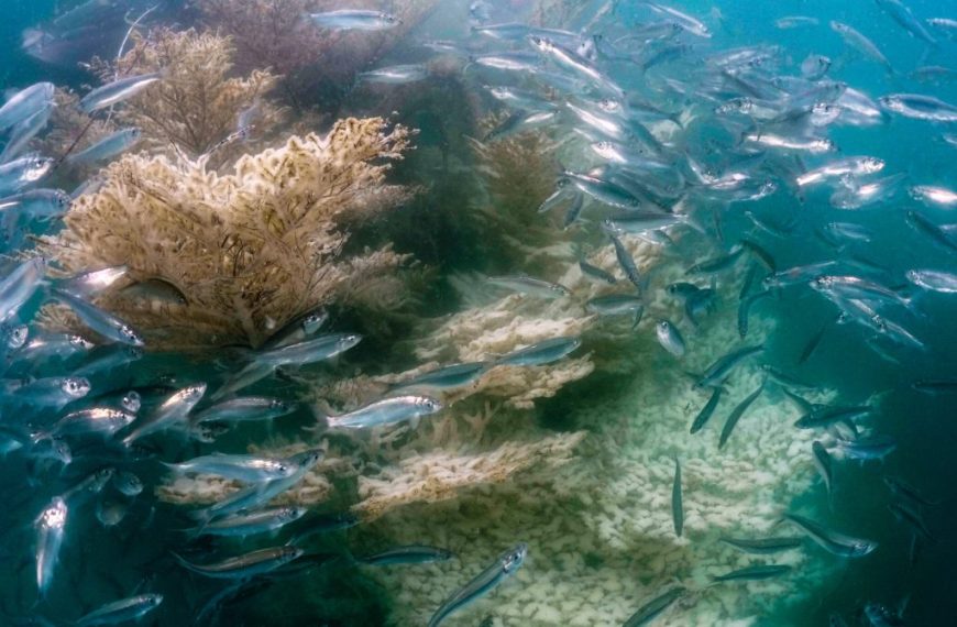 A school of fish swimming around a coral reef.