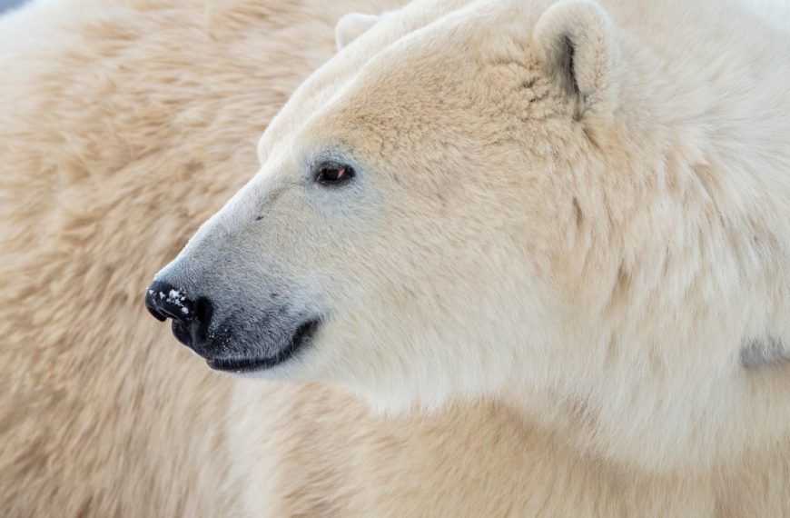 A close up of a white polar bear.