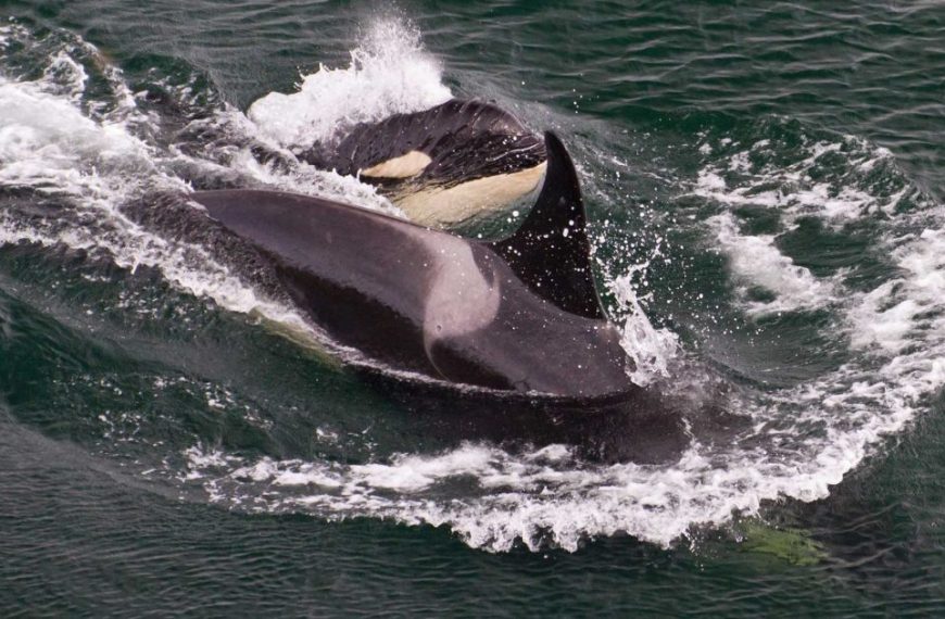 Two orca whales in the water.