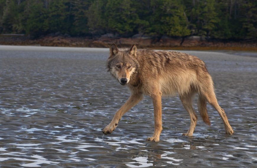 A wolf walking on the beach near a body of water.