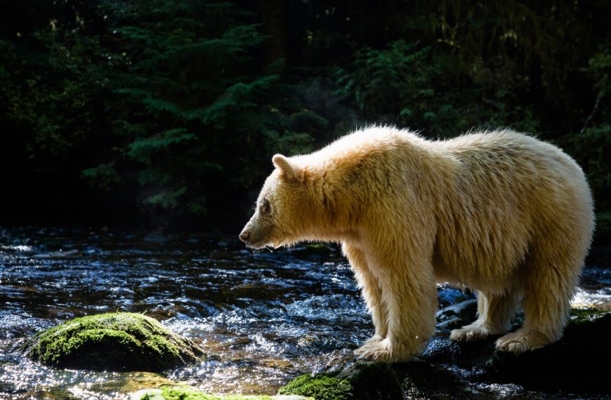 A polar bear standing on a rock in a river.