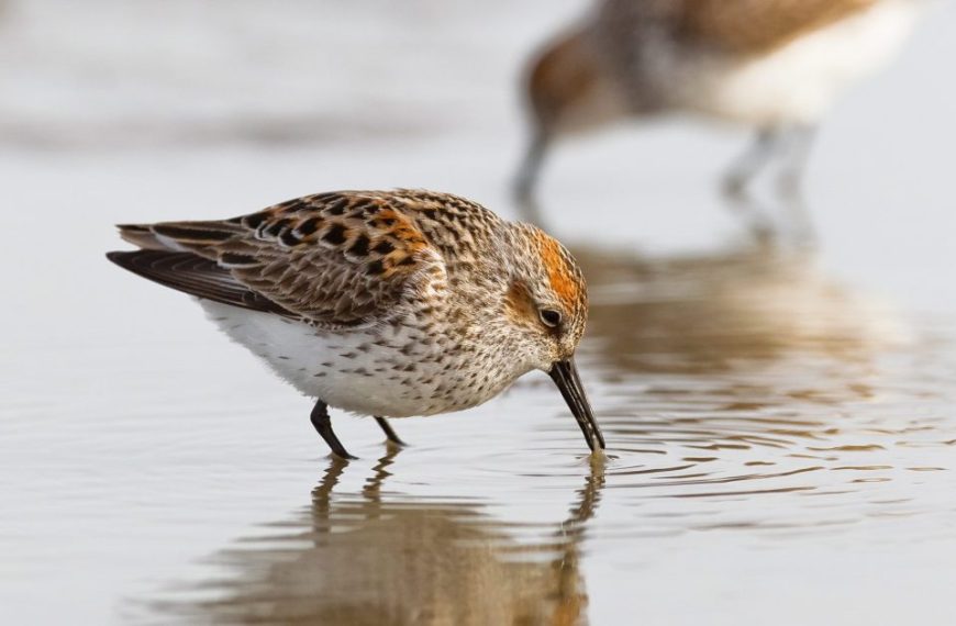 Two birds with long beaks in shallow water.