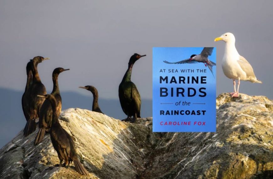 A group of seagulls on a rock with a book cover.