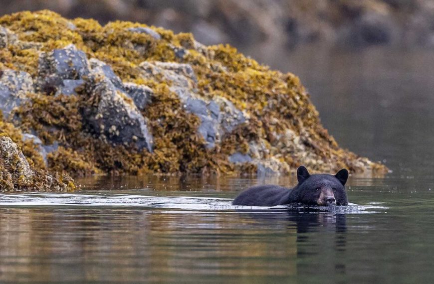 A black bear swimming in the water near a rocky shore.