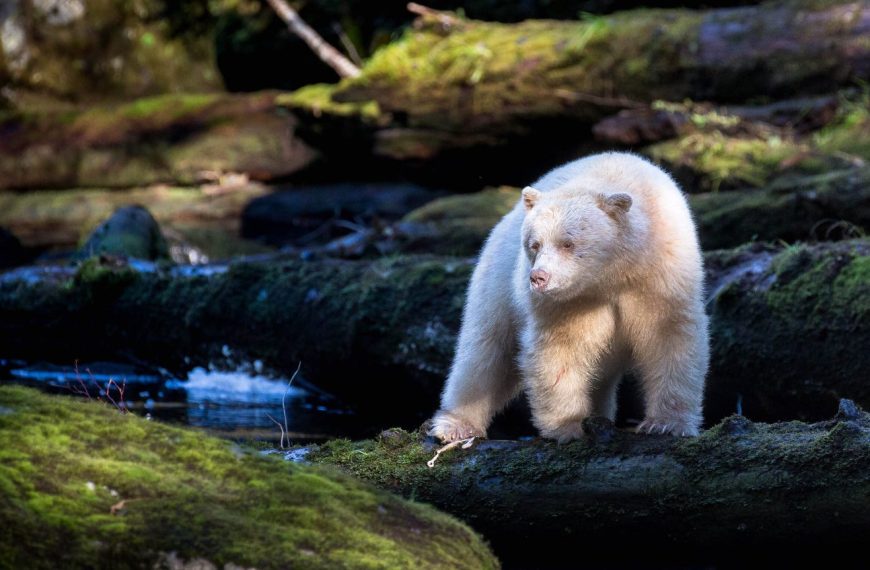 A white polar bear standing on a log in a forest.