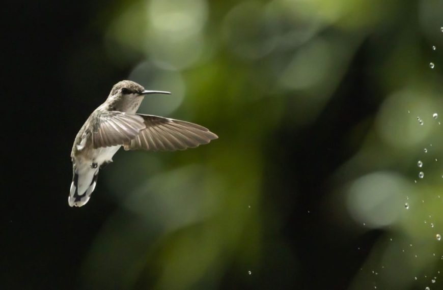 A hummingbird is flying near a water fountain.
