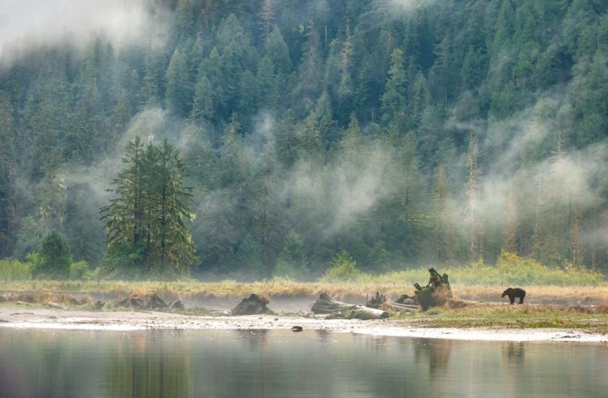 A bear is standing near a river in a misty forest.