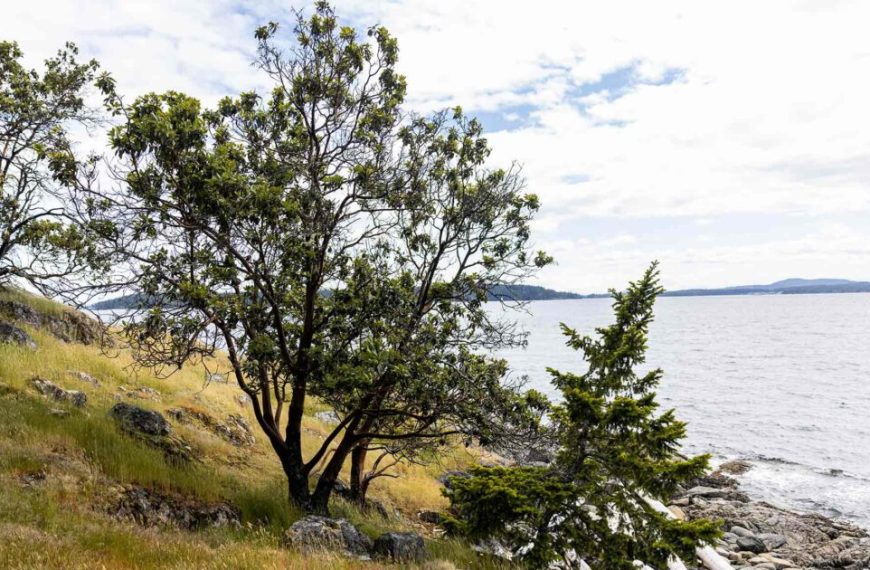 A grassy hillside with trees and a body of water.