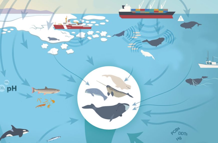 An illustration of the arctic food chain.