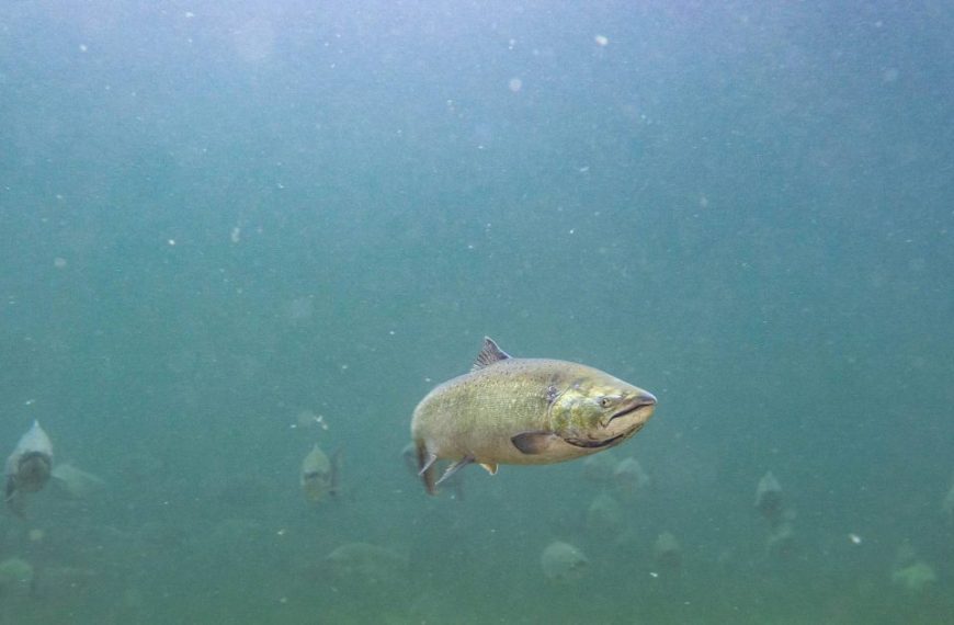 A large group of fish swimming in the water.