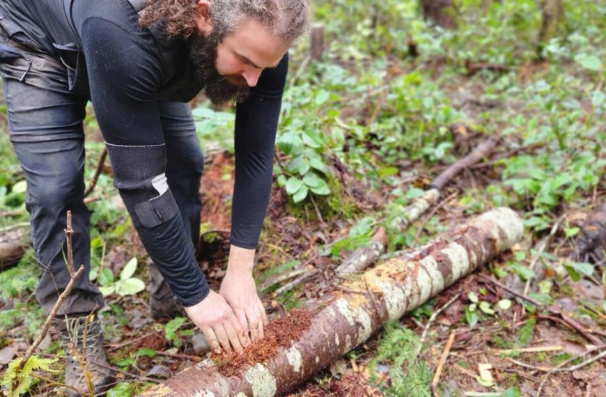 A man is cutting down a tree in the woods.