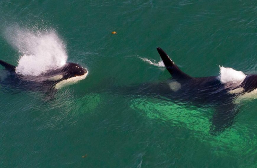Two orca whales swimming in the ocean.
