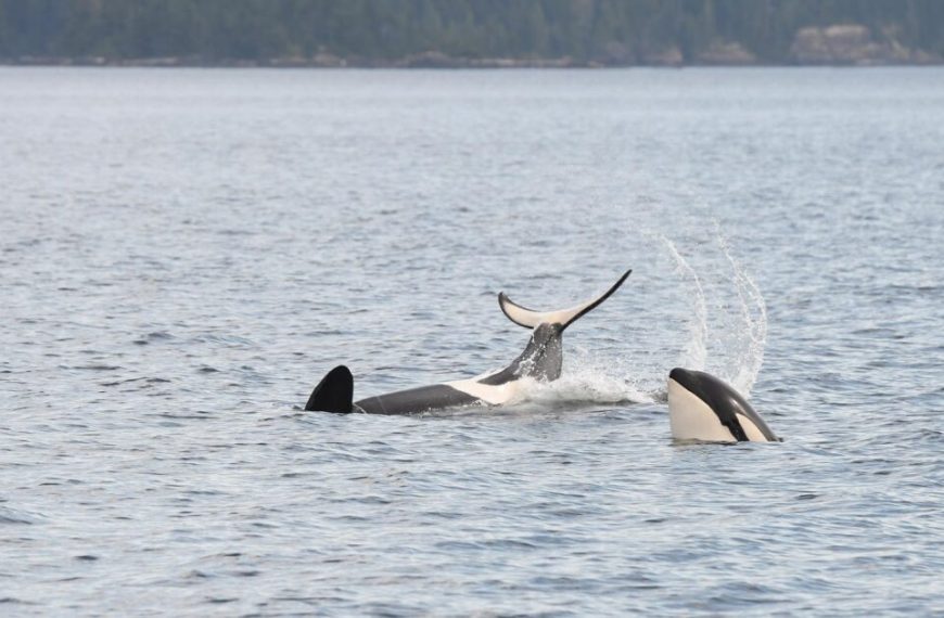 Two orca whales playing in the water.