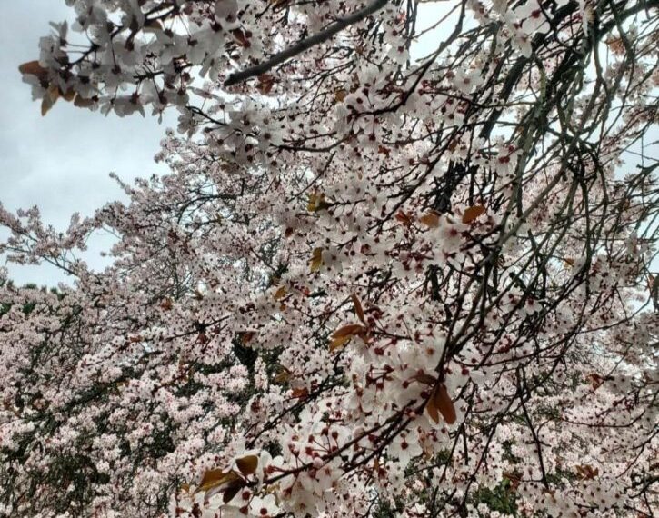 Cherry blossoms on a cloudy day.