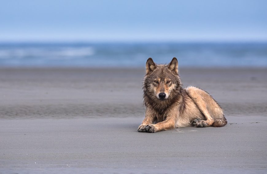 A wolf is sitting on the beach looking at the ocean.
