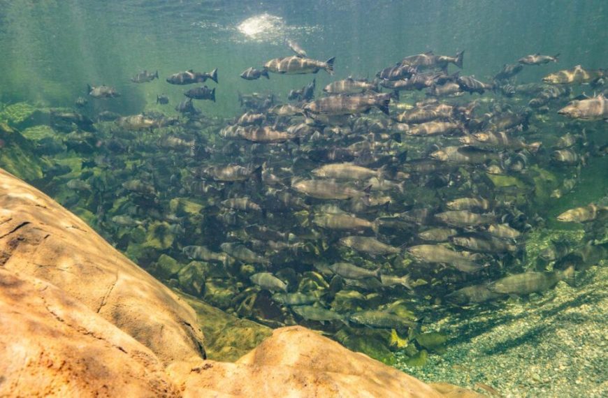 A large group of fish swimming in the water.