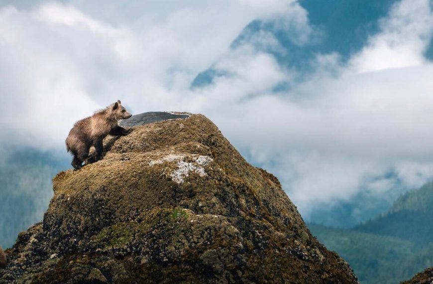 A bear standing on top of a rock with mountains in the background.