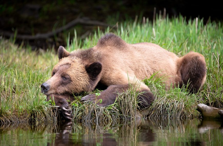 A grizzly bear resting in the grass near a body of water.