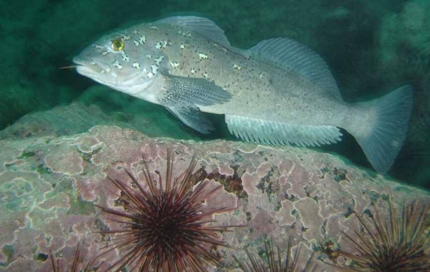 A fish is swimming in the water near a rock.